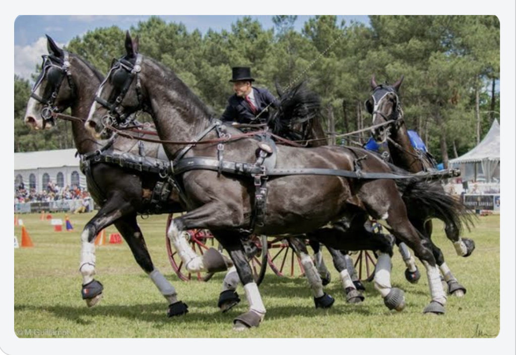 Un attelage de 4 chevaux en pleine action lors de l'Évènement Saumur Attelages.