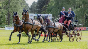 Un attelage de 4 chevaux en compétition à Saumur Attelages